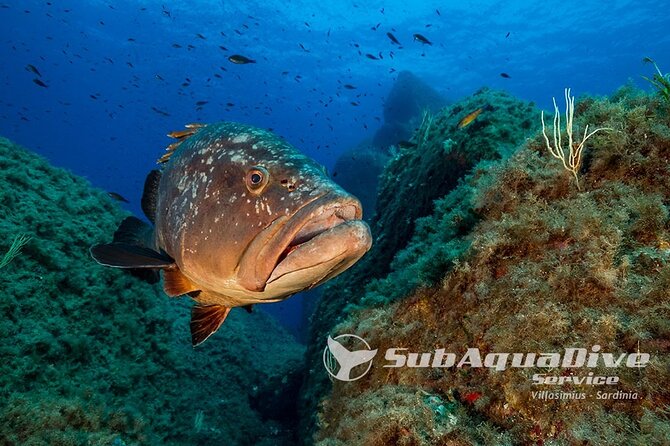 1 single dive in the Capo Carbonara marine protected area. For patented. - Key things that make this experience worth your attention
