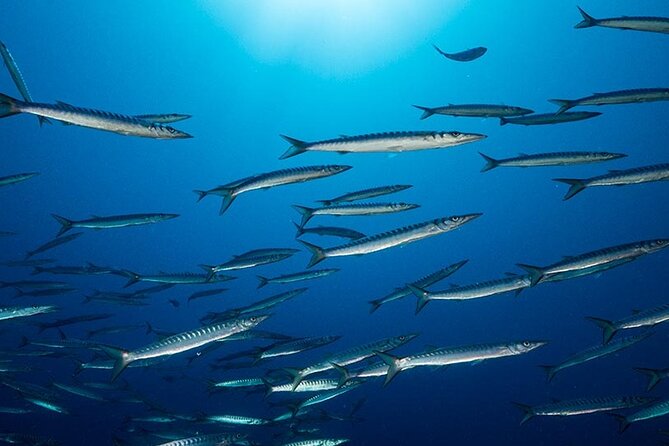 Advanced Open Water Diver course - Setting: Villasimius and Capo Carbonara’s underwater world