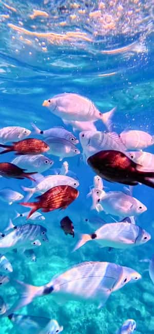 Alghero: Boat Tour and Snorkeling with Aperitif Porto Conte - The guide and skipper experience: safe handling plus real explanations