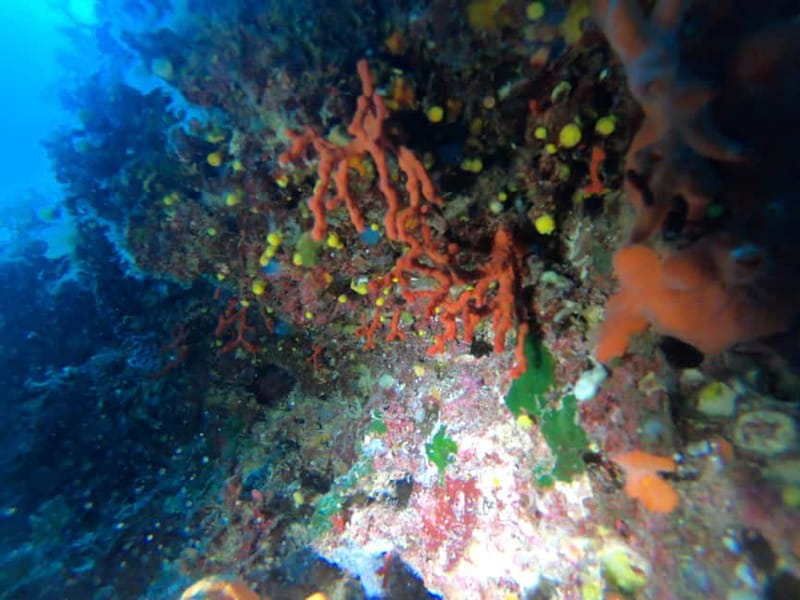 Alghero: Diving Experience - Key points to know before you go