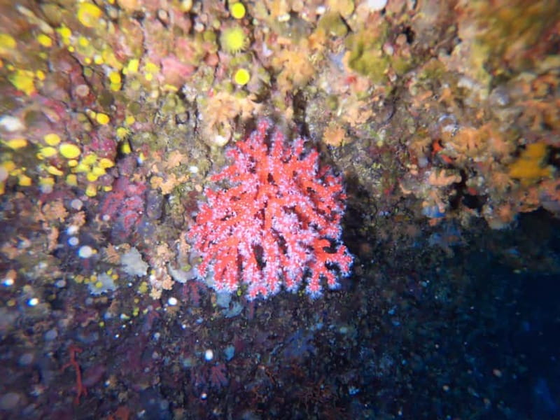 Alghero: Diving Experience - Should you book this Alghero day trip?