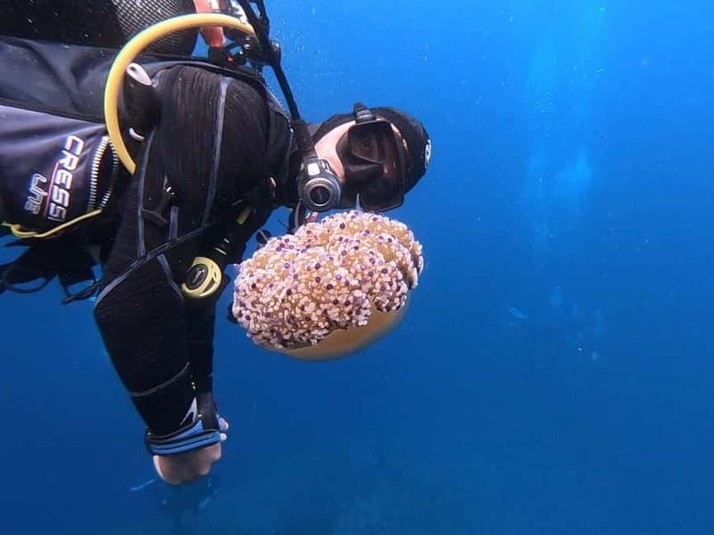 Alghero: Diving Experience - Why Isola Piana–Capo Caccia feels like more than a standard water day