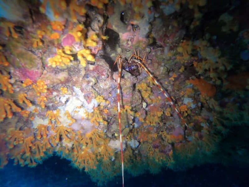 Alghero: Diving Experience - Getting value from the price: what $130.28 covers and why it can be worth it