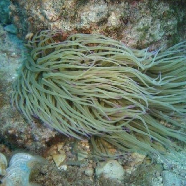 Alghero: diving for professionals at Capo Caccia - Key things to know before you go