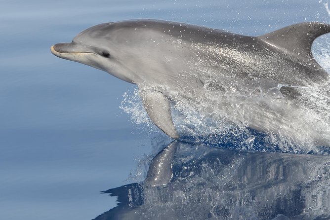 Alghero - Dolphin Watching and Guided Snorkeling (summer tour) - Key points worth knowing