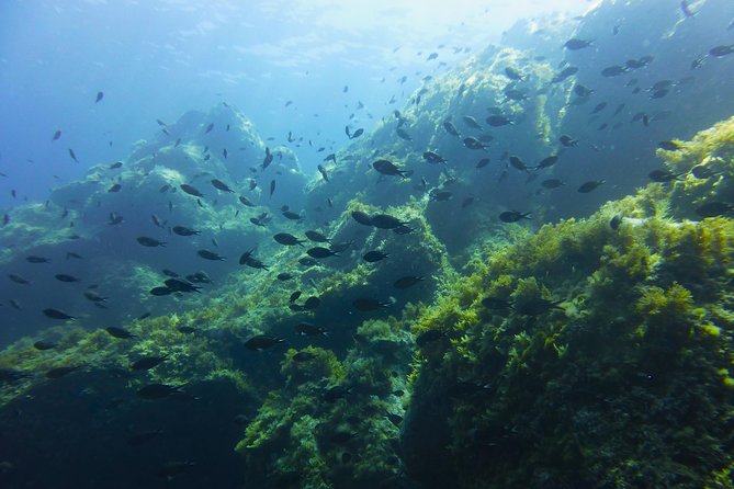 Alghero - Dolphin Watching and Guided Snorkeling (summer tour) - Why this dolphin tour feels different from the usual search