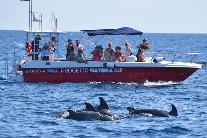 Alghero - Dolphin Watching and Guided Snorkeling (summer tour) - The dolphin hunt: Capo Caccia–Isola Piana waters