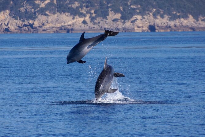 Alghero - Dolphin Watching and Guided Snorkeling (summer tour) - How photo ID and dolphin sound listening make this more than entertainment