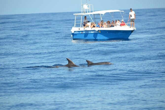 Alghero - Dolphin Watching and Guided Snorkeling (summer tour) - What you get for the $78.64 value