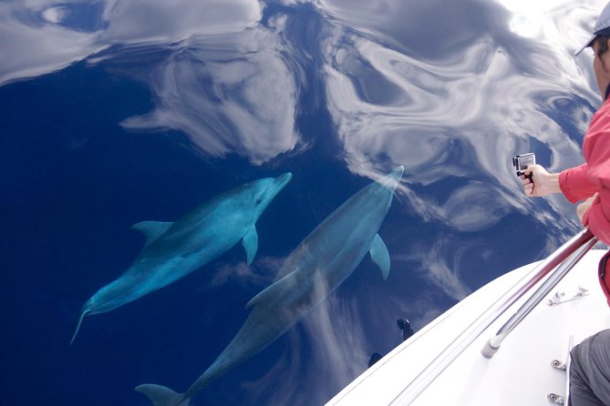 Alghero - Dolphin Watching (Spring & Autumn Tour) - Dolphins, Science, and Sardinia’s Capo Caccia Coast