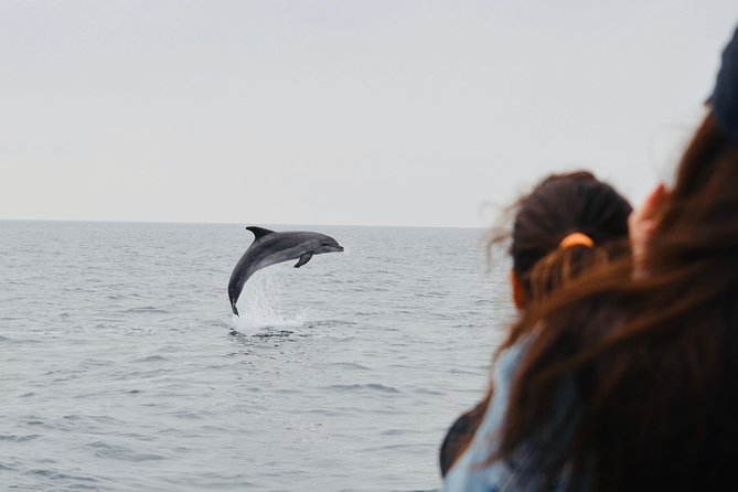 Alghero - Dolphin Watching (Spring & Autumn Tour) - Price and Value: Is $60.34 for 3 Hours Worth It?