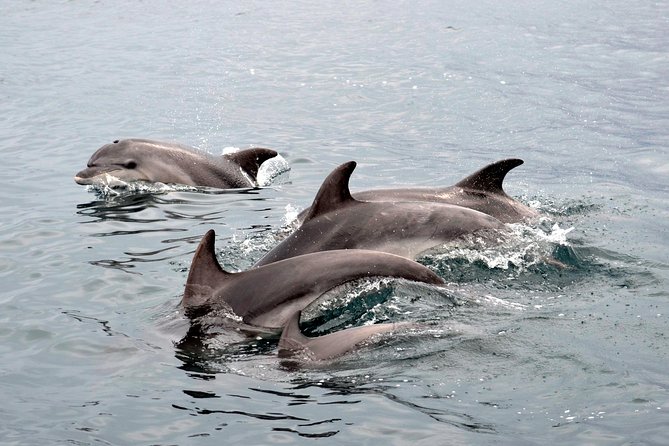 Alghero - Dolphin Watching (Spring & Autumn Tour) - The Best Part Even If Dolphins Are Tricky: Learning on the Water