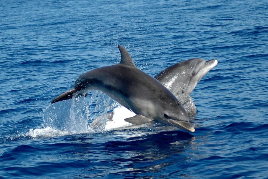 Alghero: Dolphin Watching Tour with Marine Researcher - Key things I’d watch for before you book