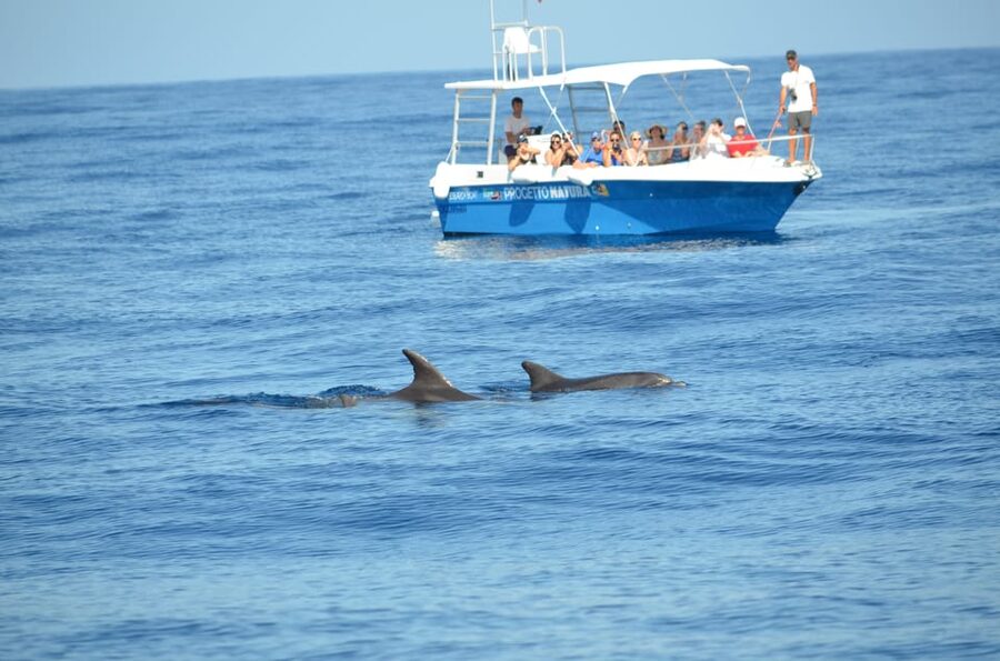 Alghero: Dolphin Watching Tour with Marine Researcher - Why Alghero’s dolphins feel like a local story, not a generic cruise