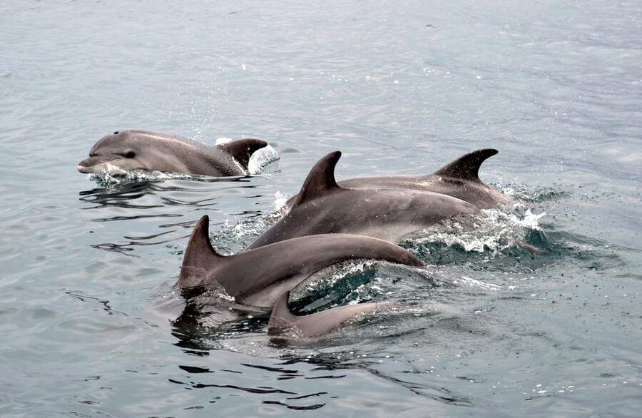 Alghero: Dolphin Watching Tour with Marine Researcher - Price and value: why $59 can be more than a sightseeing ticket