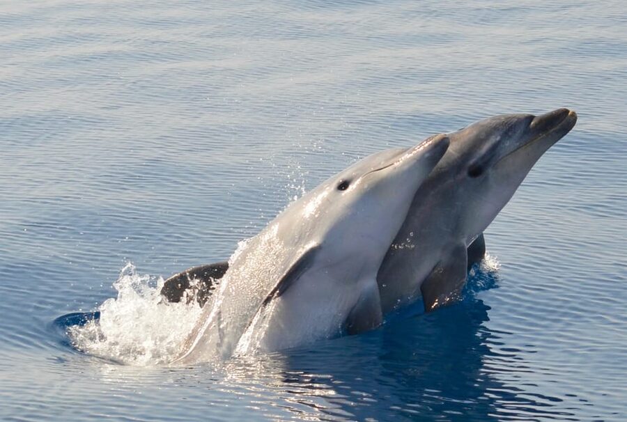 Alghero: Dolphin Watching Tour with Marine Researcher - How the boat ride works: no fixed route, but plenty of purpose