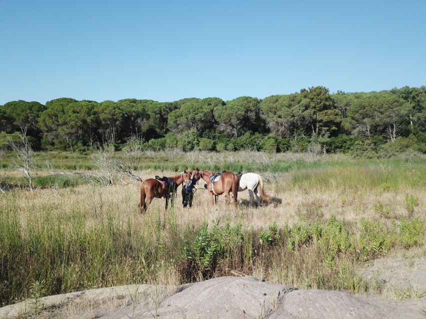 Alghero: Guided Horseback Ride at Lake Baratz & Porto Ferro - Forest paths to the coast: winding trails and a big scenery shift