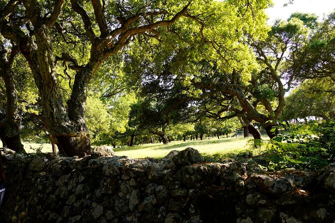 Alghero: Jeep tour to discover nature and breathtaking landscapes - The Scenic Drive Parts: Wildlife, Biodiversity, and Viewpoints
