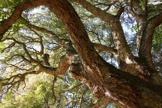 Alghero: Jeep tour to discover nature and breathtaking landscapes - Price and Value: Is $89.87 Worth a 5-Hour Day?