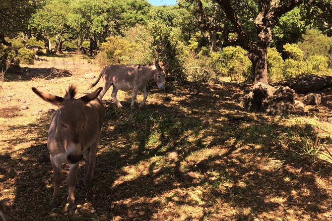 Alghero: Jeep tour to discover nature and breathtaking landscapes - Practical Tips: Weather, Clothes, and Safety Mindset