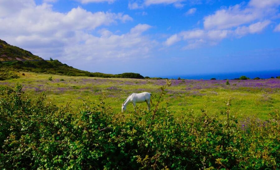Alghero: Nature, Culture and Breathtaking Views Tour by Jeep - Vehicles, guides, and why the group stays tight
