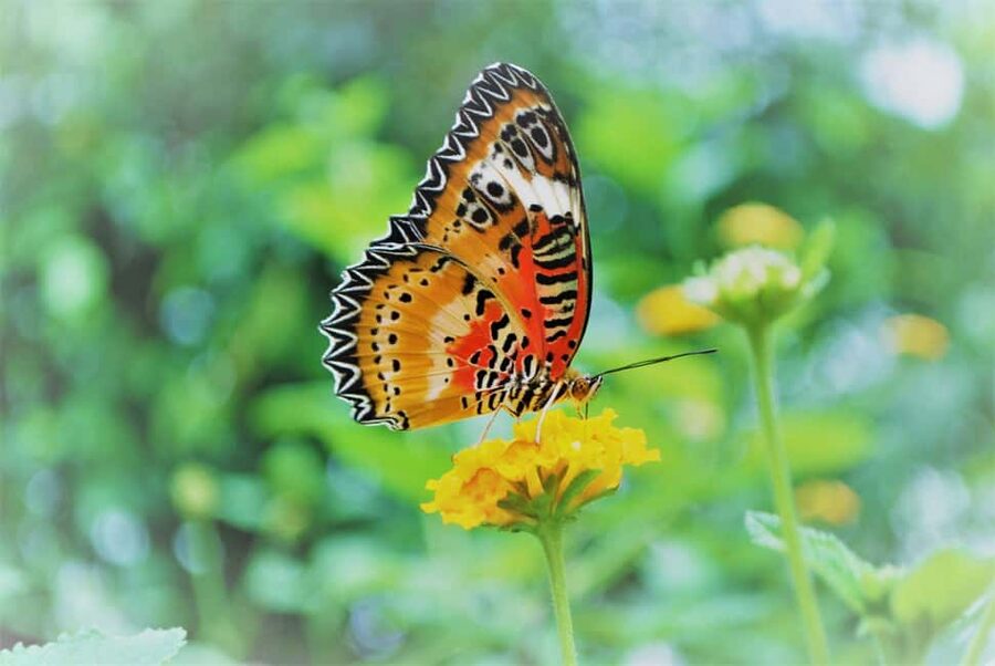 Alghero: Visit at the Butterfly House - Key things to know before you go