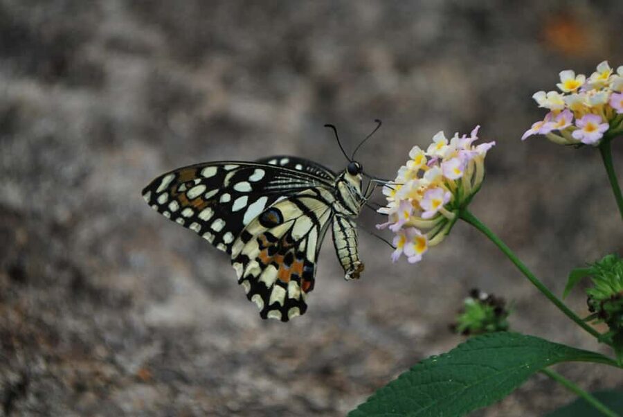 Alghero: Visit at the Butterfly House - Butterfly House near Alghero: what the “first 60 seconds” feel like