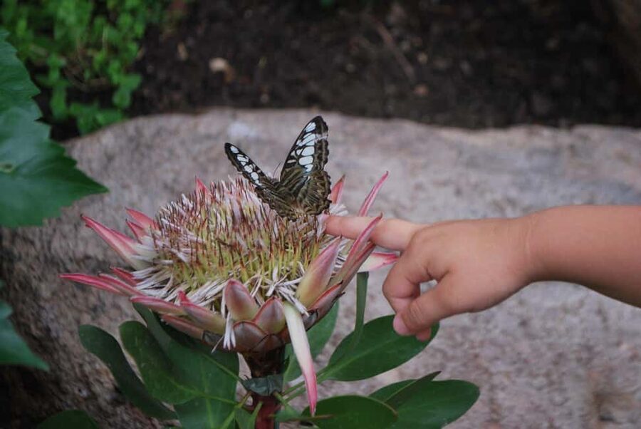 Alghero: Visit at the Butterfly House - The tropical park around the house: why the setting feels like part of the activity