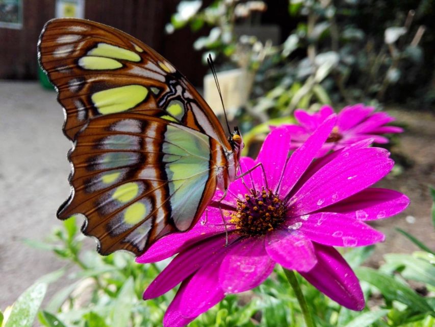 Alghero: Visit at the Butterfly House - The pool and kids games: plan for more than butterflies