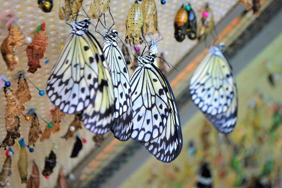 Alghero: Visit at the Butterfly House - Timing for your day: make 1.5 hours feel like enough