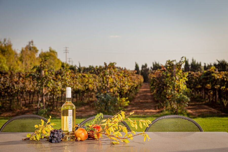 Alghero: Wine and Olive Oil Tasting at a Local Farm - Who this is best for (and who should skip it)