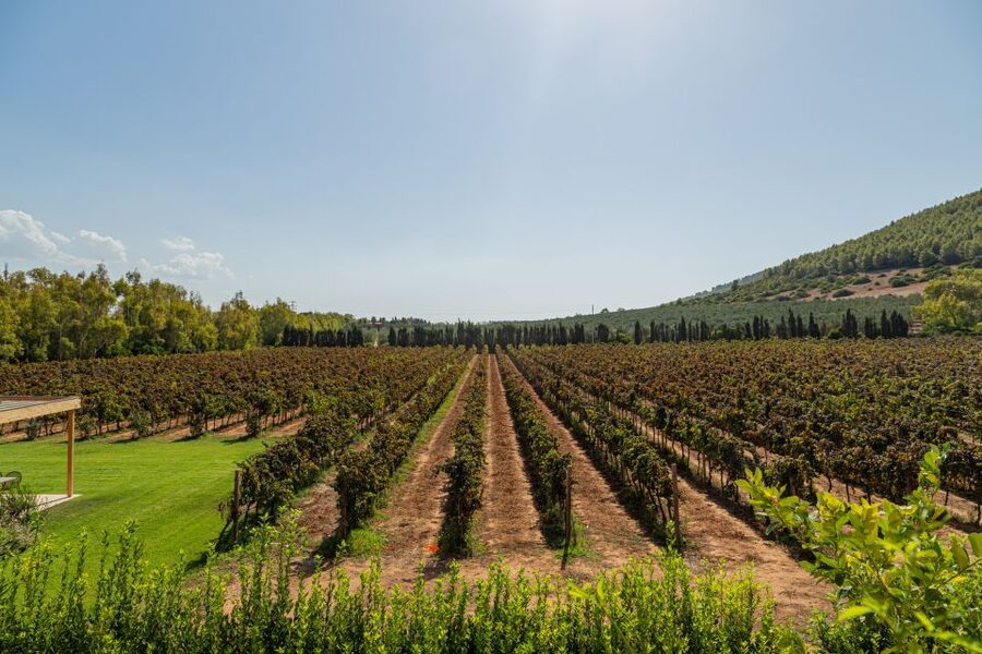 Alghero: Wine and Olive Oil Tasting at a Local Farm - Walk the vineyards after the tasting (and consider the longer yard tour)