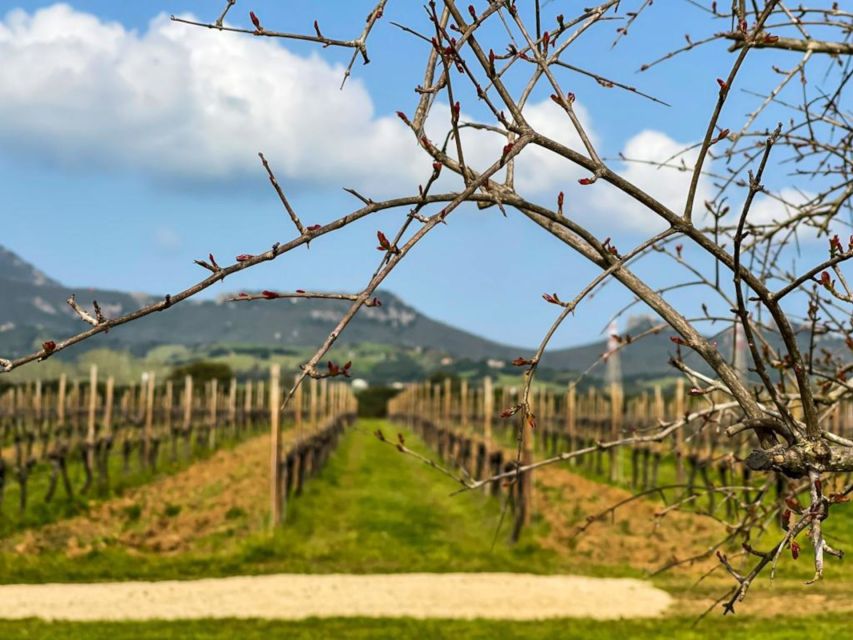 Alghero: wine tasting w/ local aperitif in the vineyard - Price and Value for $61: Does It Add Up?