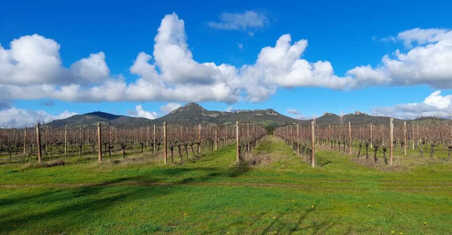 Alghero: wine tasting w/ local aperitif in the vineyard - Getting There and What to Expect at the Meeting Point