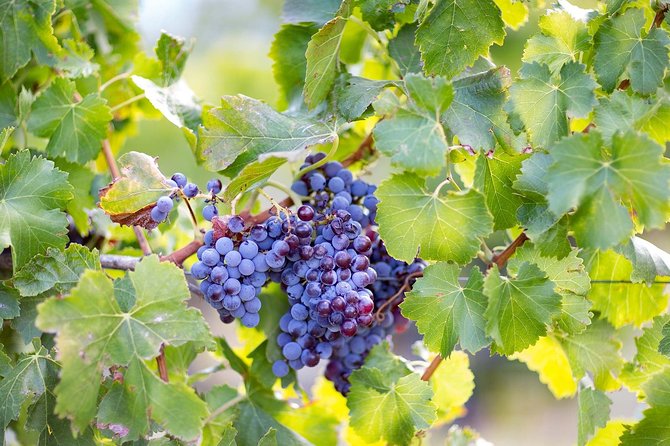 Archeology, visit to a vineyard and wine and pecorino cheese tasting - From Piazza del Popolo to the coast: the tour’s best move is momentum