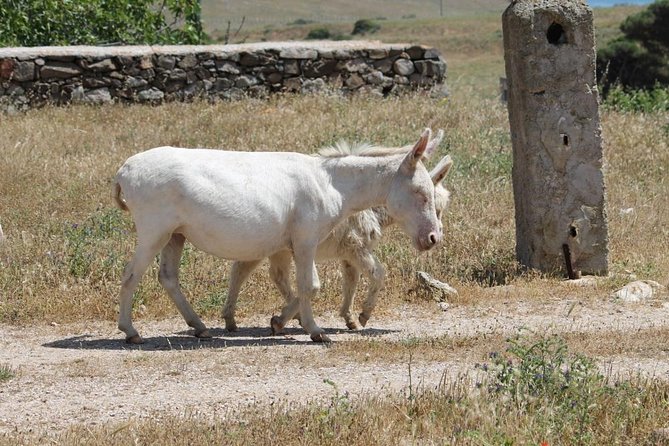 ASINARA ISLAND-TOUR full day Minivan in the National Park - Campo Perdu: the riding school in a former prison branch
