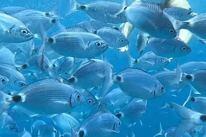 By Catamaran to the La Maddalena Archipelago from Poltu Quatu - Snorkeling on this outing: when it happens and how to get the most out of it