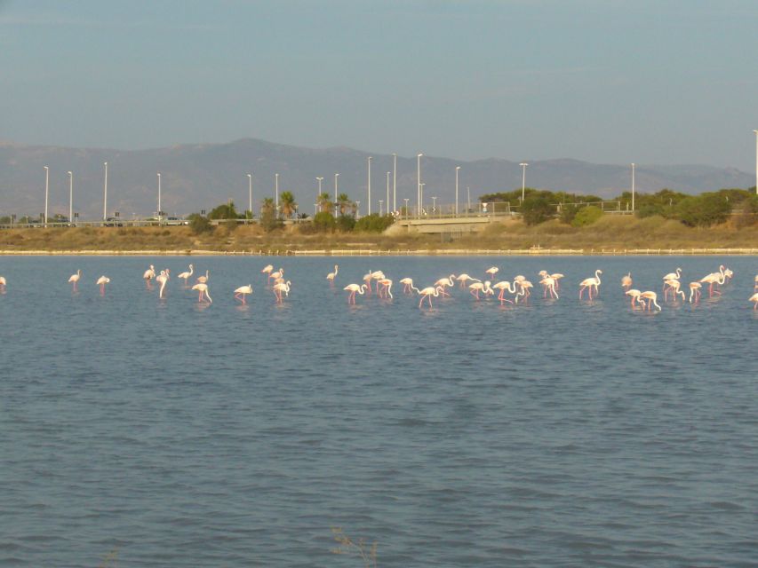 Cagliari: Bike Tour in the Flamingo Oasis - Key highlights to watch for