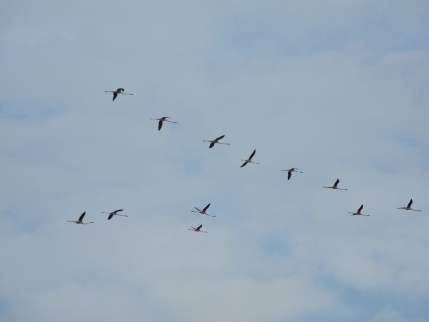 Cagliari: Bike Tour in the Flamingo Oasis - Why this flamingo bike tour feels different in Cagliari