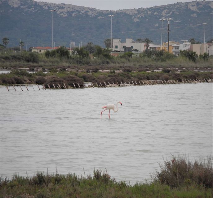 Cagliari: Bike Tour in the Flamingo Oasis - Ex Stadio Sant’Elia: a quick cultural waypoint