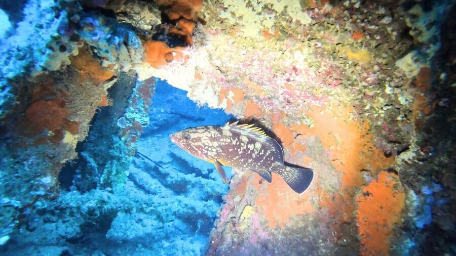 Cagliari: Discover scuba diving for Beginners - What You’ll See at 5 Meters: Rocky Bottoms, Small Caves, and Fish