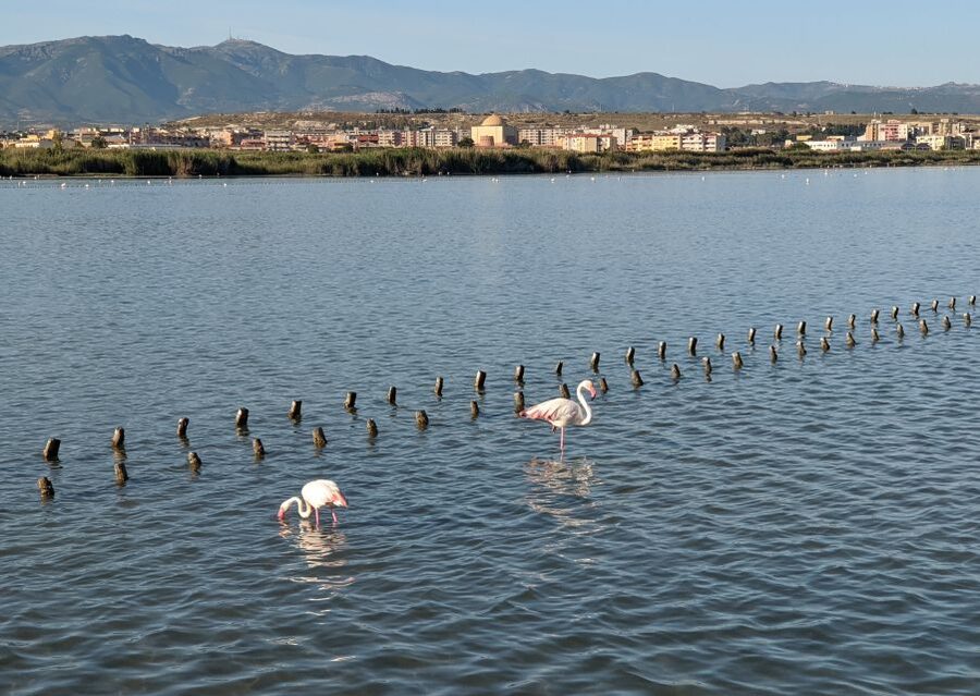 Cagliari: Electric Bike Nature Tour - Who should book this Cagliari e-bike nature tour