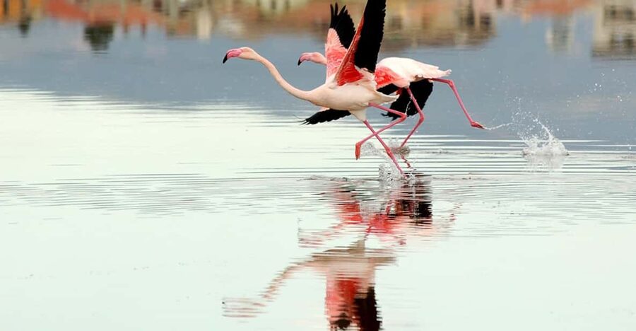 Cagliari Half-Day Private Sightseeing Tour - Poetto beach and the salt-pond flamingo stop