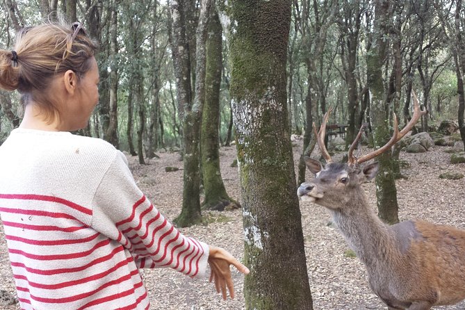 Cagliari: Is Cannoneris Nature Reserve Jeep and Walking Private Tour from Chia - Key highlights you’ll care about