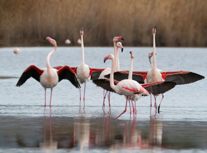 Cagliari: Molentargius Natural Park Segway Tour with Coffee - The Marina Start: Palafitta Bike Path and Molo Ichnusa