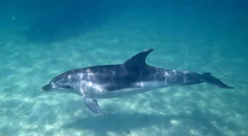 Cagliari: Private Boat Tour with Snorkeling & Beer - Marina Piccola at Porticciolo Turistico: Final Water Time and Scuba Activity Window