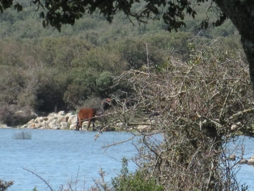Cagliari: Su Nuraxi Barumini Unesco & Giara Horses 4h Tour - What the 4-hour schedule feels like (and how to plan your day)
