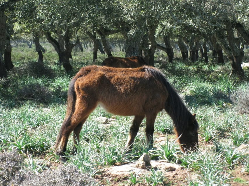 Cagliari: Su Nuraxi Barumini Unesco & Giara Horses 4h Tour - Cagliari pickup and the small-group van ride