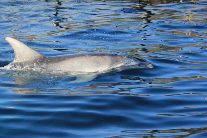 Capo Figari: Dolphin sighting from Olbia - Key Things That Make Capo Figari Special