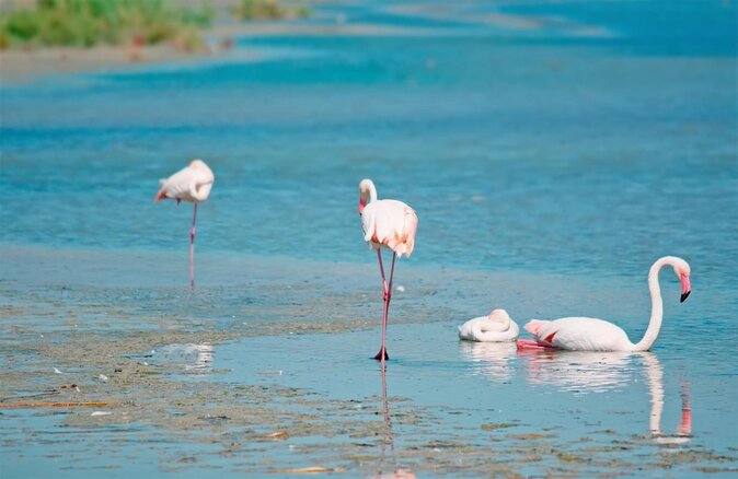 Combo: Cagliari Old Town and the Oasis of Flamingos - Key highlights you’ll remember